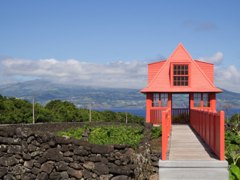 Pico half day wine tour