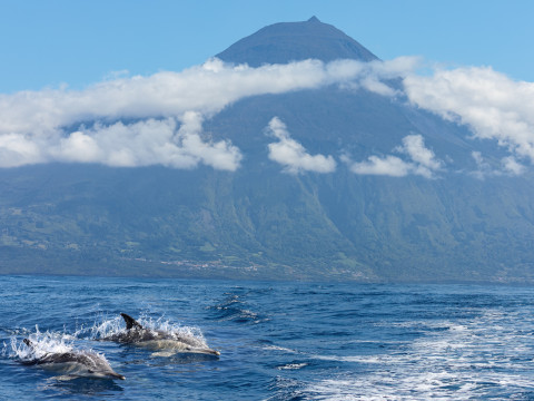Island Flight to Pico
