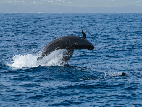 Whale and Dolphin watching Terceira