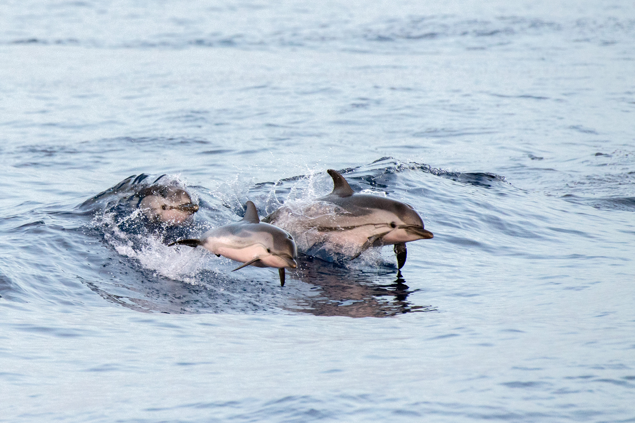 Image of Swim with Dolphins