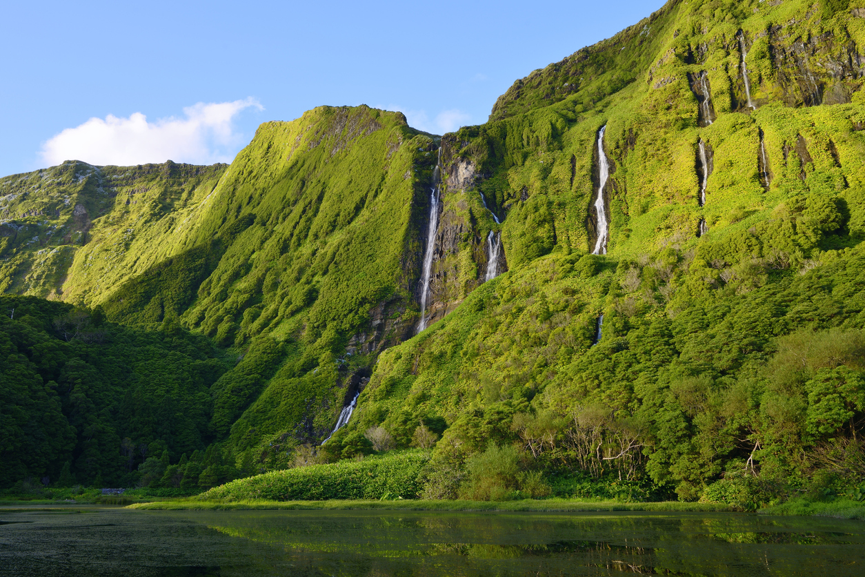 Image of Flores